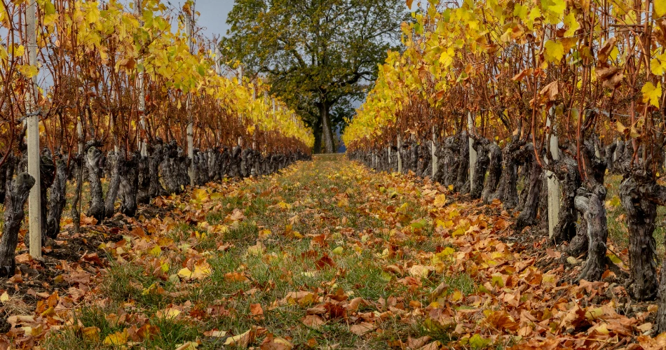 Experience the Best of Aptos: 10 Must-Do Activities