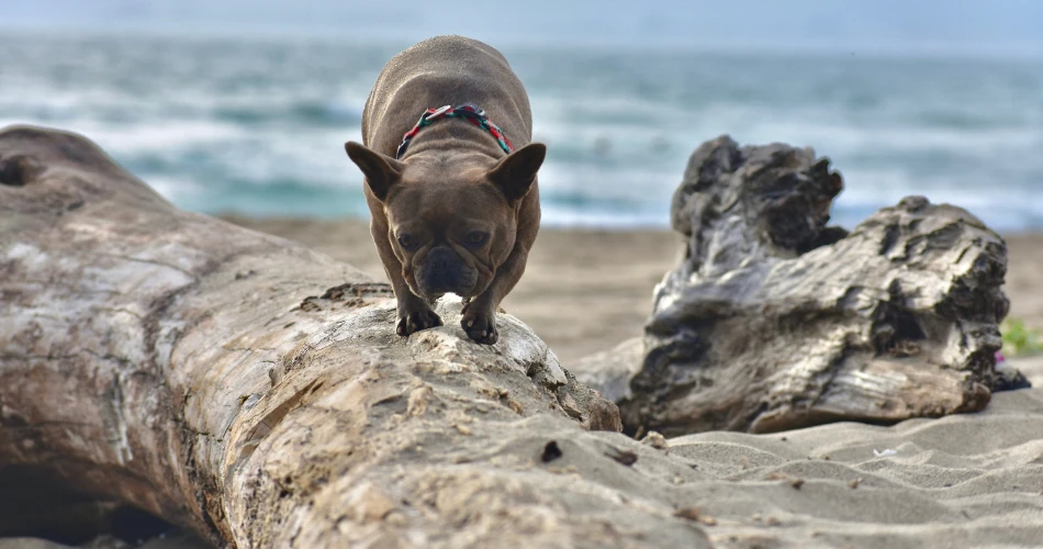 Can’t-Miss Outdoor Attractions in Aptos, CA